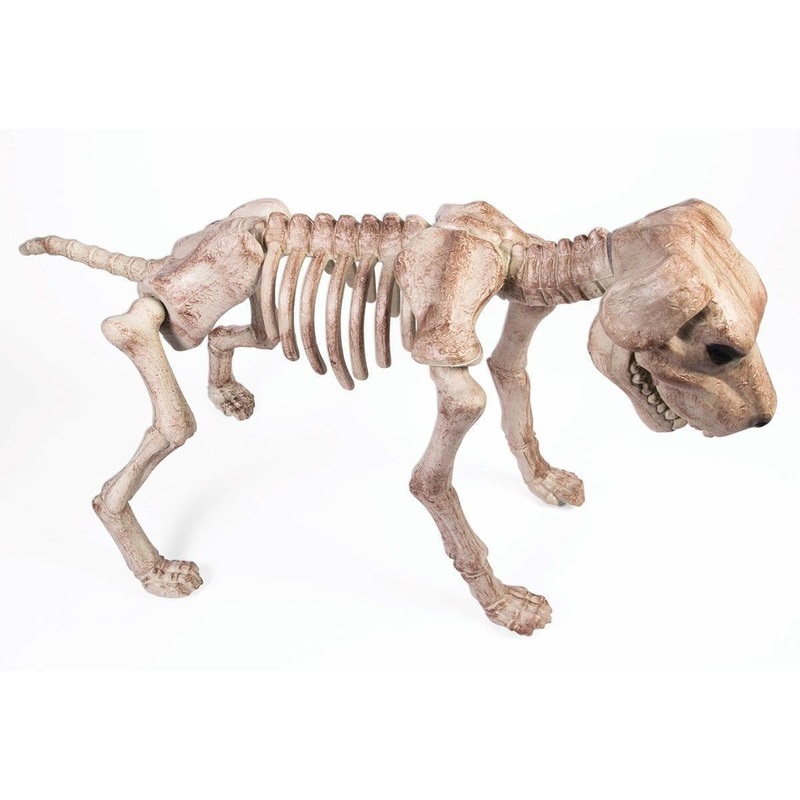 Large dog skeleton