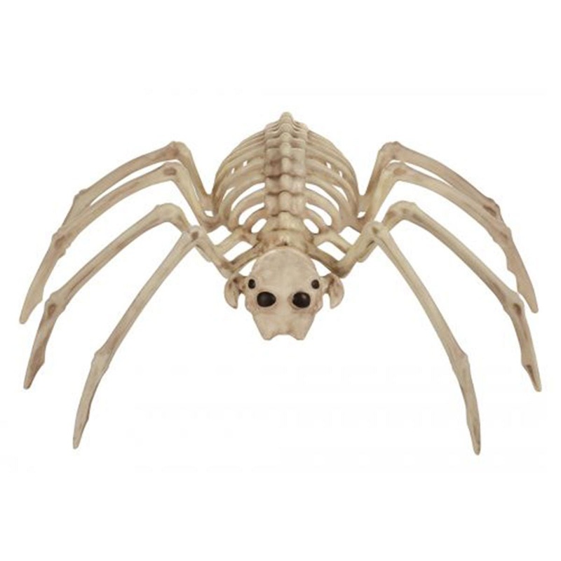 Spider Skeleton